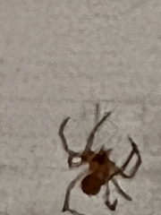 Araneae