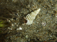 Epitoniidae