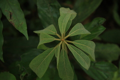 Actinodaphne malabarica