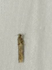 Teleiopsis diffinis