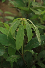 Actinodaphne malabarica