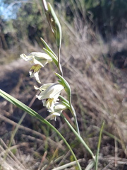 Gladiolus griseus
