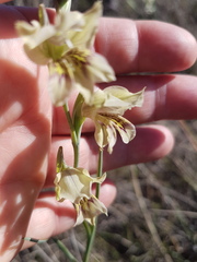 Gladiolus griseus