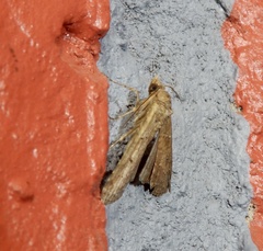 Amyna axis