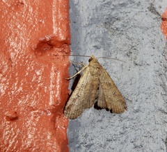 Amyna axis