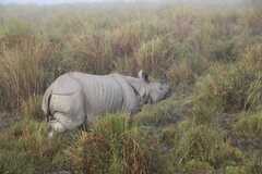 Rhinoceros unicornis