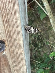 Colobura dirce wolcotti