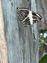Colobura dirce wolcotti
