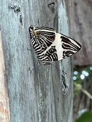 Colobura dirce wolcotti