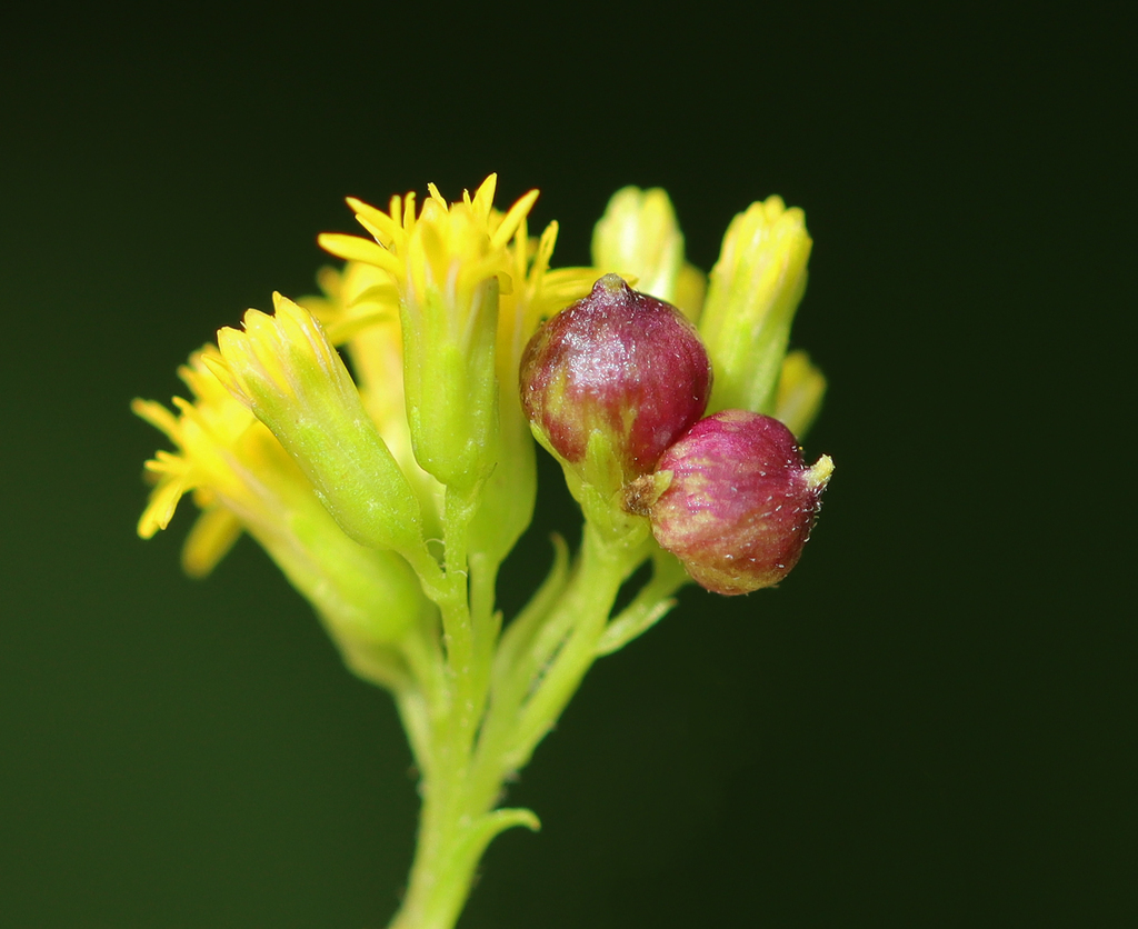 Schizomyia racemicola
