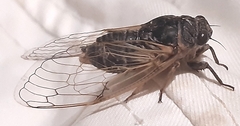 Cicadatra