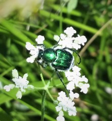 Trichiotinus lunulatus