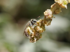 Halictus concinnus