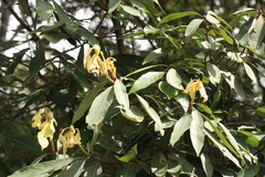 Actinodaphne malabarica