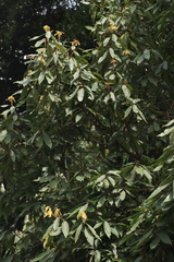 Actinodaphne malabarica