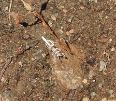 Catoptria oregonicus