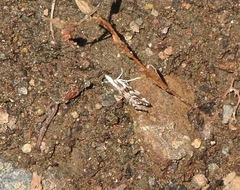 Catoptria oregonicus