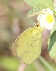 Eurema desjardinsii