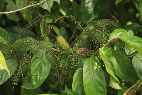 Antidesma montanum