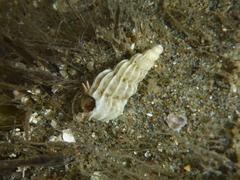 Epitoniidae