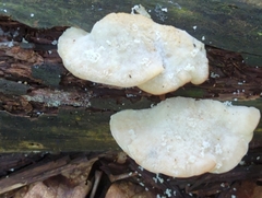 Tyromyces galactinus