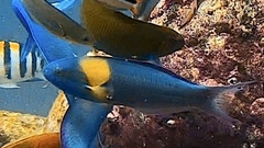 Thalassoma amblycephalus