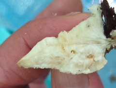 Tyromyces galactinus