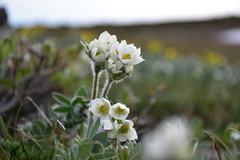 Anemonastrum sibiricum