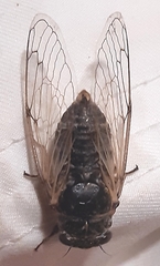 Cicadatra