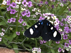 Alypiodes flavilinguis
