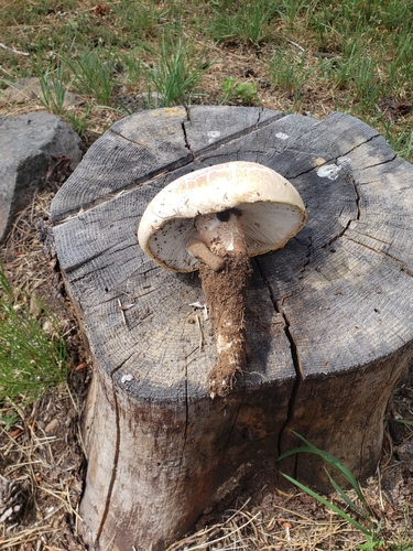iNaturalist observation photo of Giant Sawgill