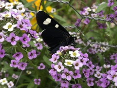 Alypiodes flavilinguis