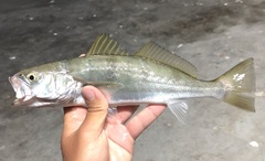 Atractoscion nobilis