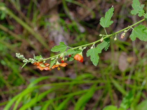 Image of Sphaeralcea fendleri by (c) Michelle W. （鍾偉瑋）, some rights reserved (CC BY)