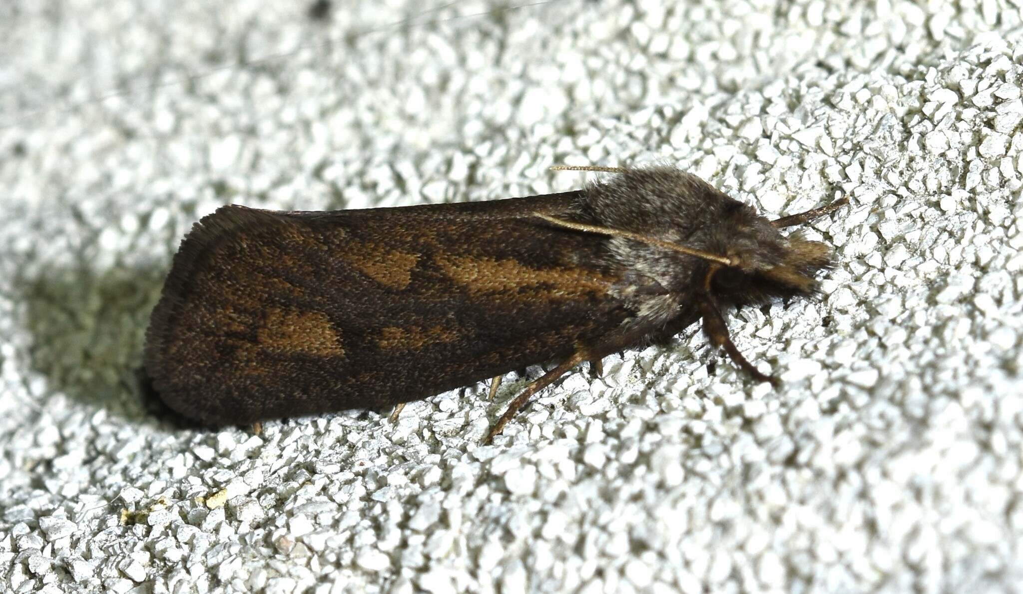 Species Acrolophus popeanella - Clemens' Grass Tubeworm Moth - Hodges ...