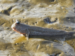 Periophthalmus chrysospilos