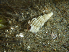 Epitoniidae