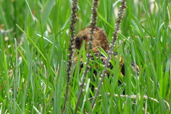 Coturnicops noveboracensis