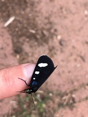 Alypiodes flavilinguis