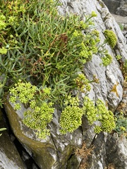 Crithmum maritimum
