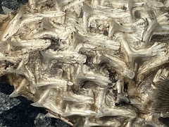 Chilomycterus schoepfii