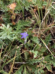Campanula uniflora
