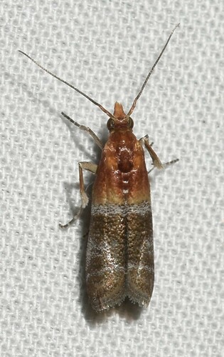 Paler Moodna Moth photo 2