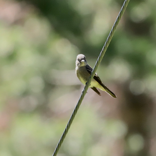 iNaturalist observation photo of Western Wood-Pewee