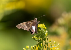 Epargyreus clarus clarus