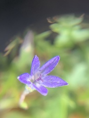 Campanula uniflora