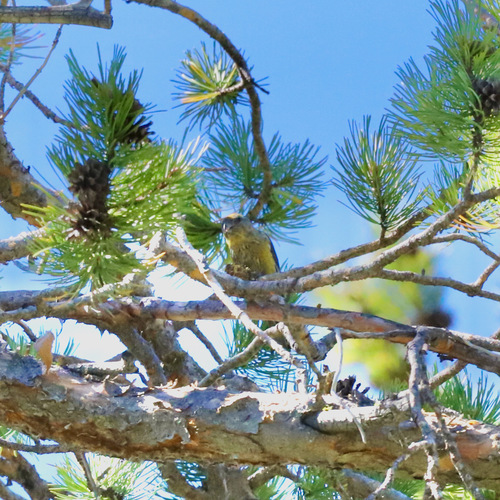 iNaturalist observation photo of Red Crossbill