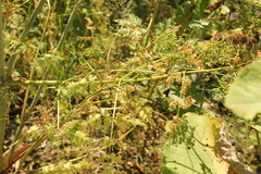 Conium maculatum