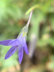 Campanula uniflora