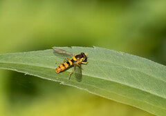 Sphaerophoria philanthus